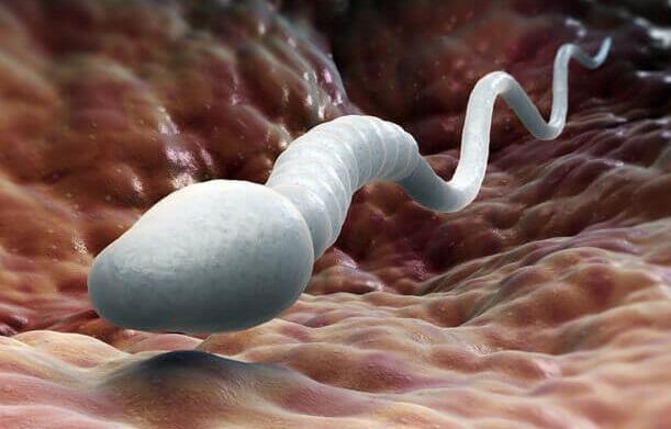 opalovanie, spermie, zinok, reprodukcia